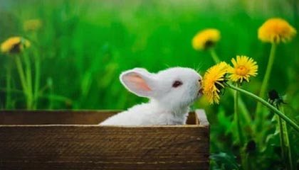 九游入口：开启极致游戏之旅的门户